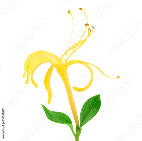 honeysuckle flower isolated on white background with full depth of field