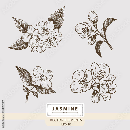 Jasmine. flowers, Floral Vector elements, Hand drawn illustration
