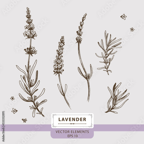 Lavender flowers, Floral Vector elements, Hand drawn illustration