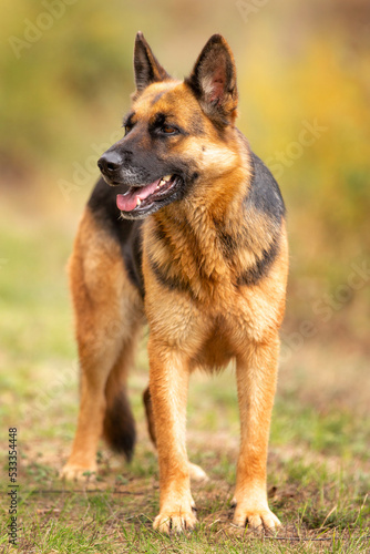 Adorable German shepherd standing in the grass