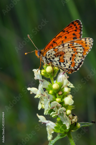 Glanville Fritillary, Melitaea cinxia, butterfly and spring wildflowers