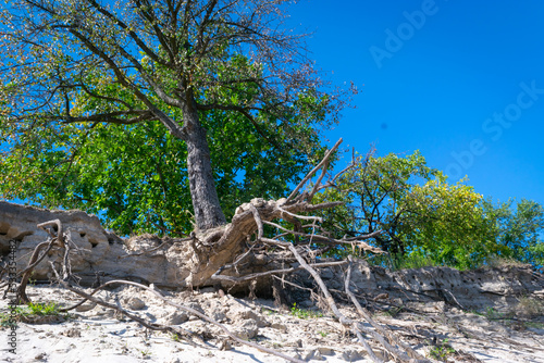 Deciduous tree with bare roots on edge of cliff. Problem of soil erosion and landslides.