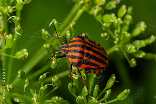 Colorful Striped Bug or Minstrel Bug Graphosoma lineatum, Graphosoma italicum. Insects of natural meadows and forests