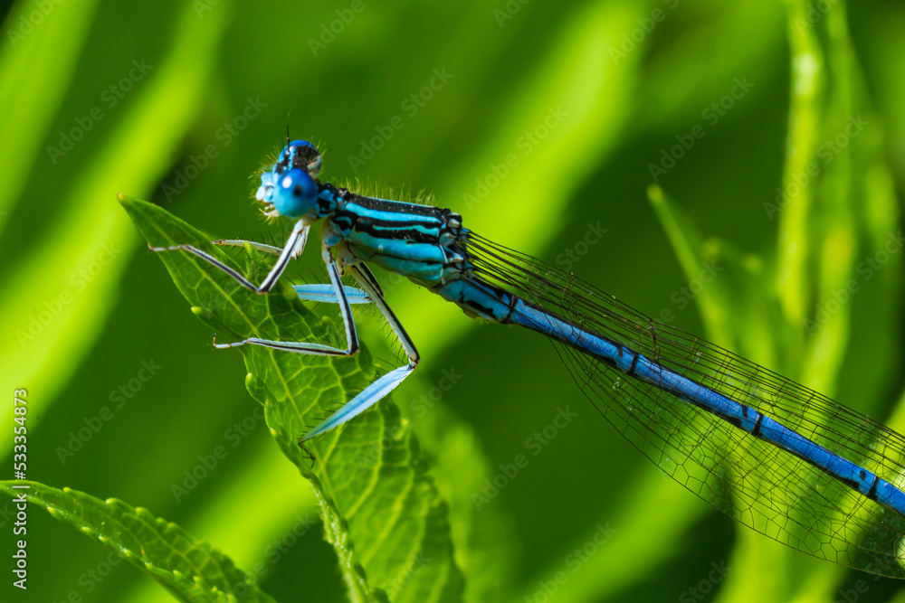 A blue featherleg damselfly, Platycnemis pennipes, resting on a plant, sunny day in summer A blue featherleg damselfly, Platycnemis pennipes, resting on a plant, sunny day in summer