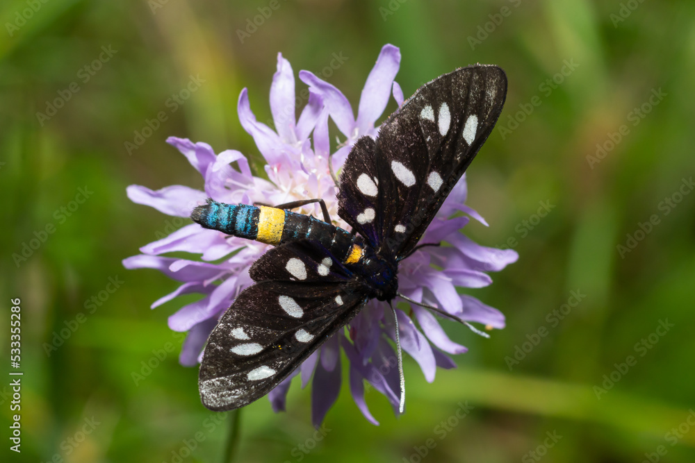 Nine-spotted moth or yellow belted burnet, Amata phegea, formerly Syntomis phegea, macro in weed, selective focus Nine-spotted moth or yellow belted burnet, Amata phegea, formerly Syntomis phegea, macro in weed, selective focus