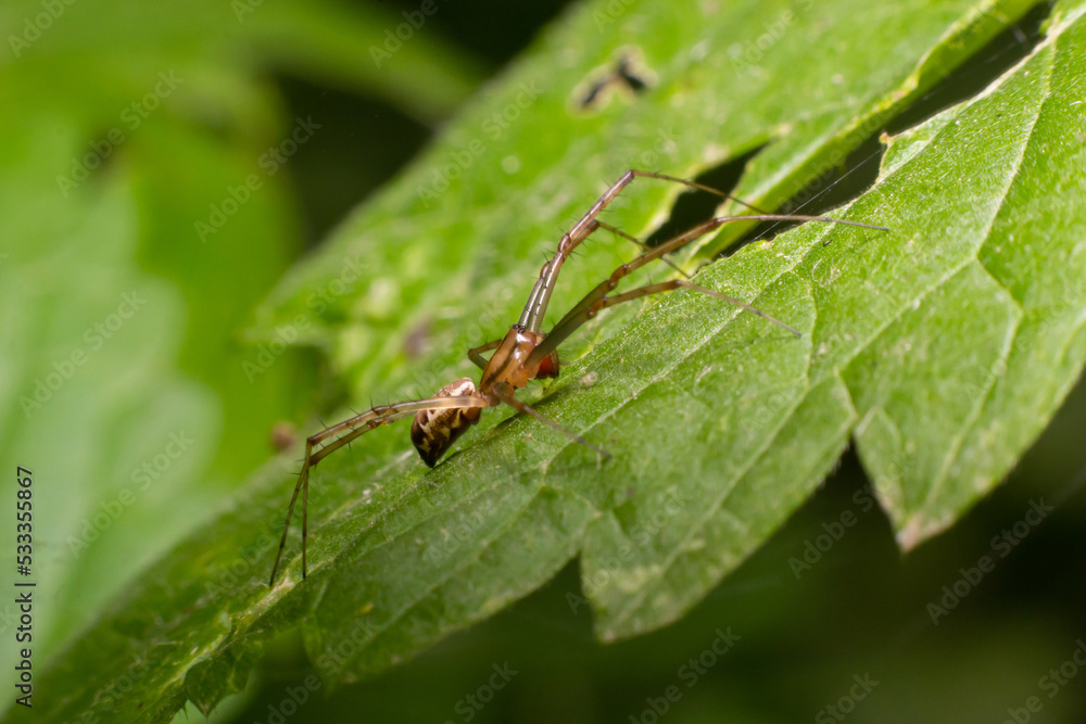 Natural Linyphia Triangularis Spider, summer sunny day natural environment. Macro Photo Natural Linyphia Triangularis Spider, summer sunny day natural environment. Macro Photo