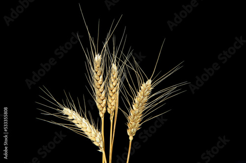 Ripe wheat on a black background