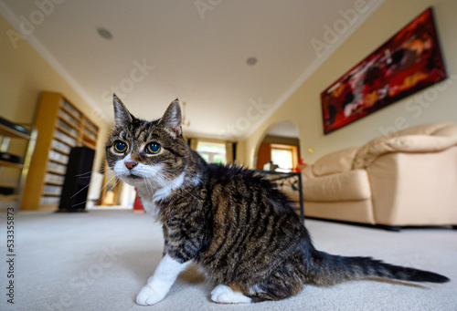 A domestic cat in a domestic setting. Wide angle view of room with shallow depth of field. This tabby cat has typical dark stripes as well as white markings.