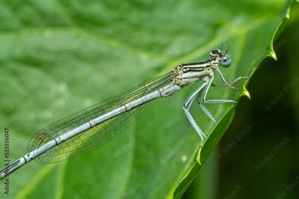 White legged damselfly or blue featherleg female sitting on a leaf of grass. Side view, close up. Blurred light natural background. Genus species Platycnemis pennipes White legged damselfly or blue featherleg female sitting on a leaf of grass. Side view, close up. Blurred light natural background. Genus species Platycnemis pennipes