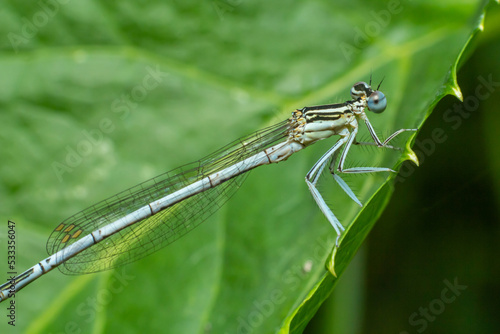 White legged damselfly or blue featherleg female sitting on a leaf of grass. Side view, close up. Blurred light natural background. Genus species Platycnemis pennipes