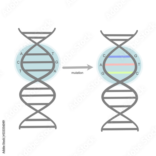 The picture represent the mutation site on double stranded DNA.