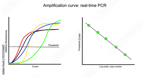 The amplification curve of target DNA detection with real-time PCR technique that represent the two type of analytical graph: normal curve and log scale