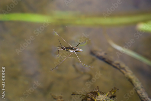 A common water strider Gerris lacustris on a green water surface © Oleh Marchak