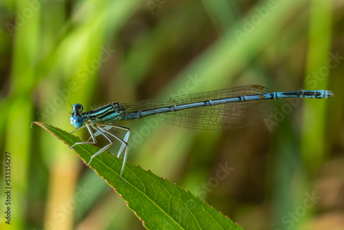 White legged damselfly or blue featherleg male, sitting on a dry stalk of grass, closeup. Genus species Platycnemis pennipes