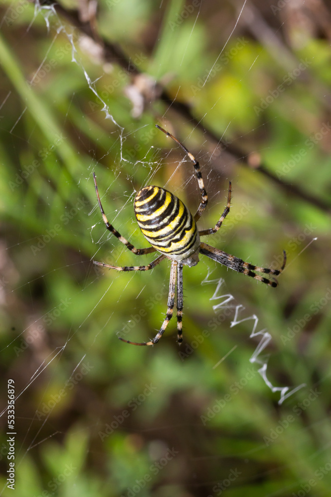 Spider wasp. Spider Argiope bruennichi on web on a green background. Close-up Spider wasp. Spider Argiope bruennichi on web on a green background. Close-up