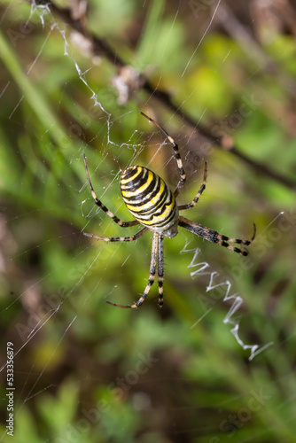 Spider wasp. Spider Argiope bruennichi on web on a green background. Close-up
