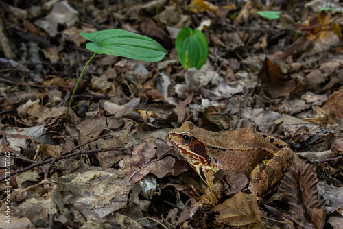 Common frog or grass frog Rana temporaria brown leaves