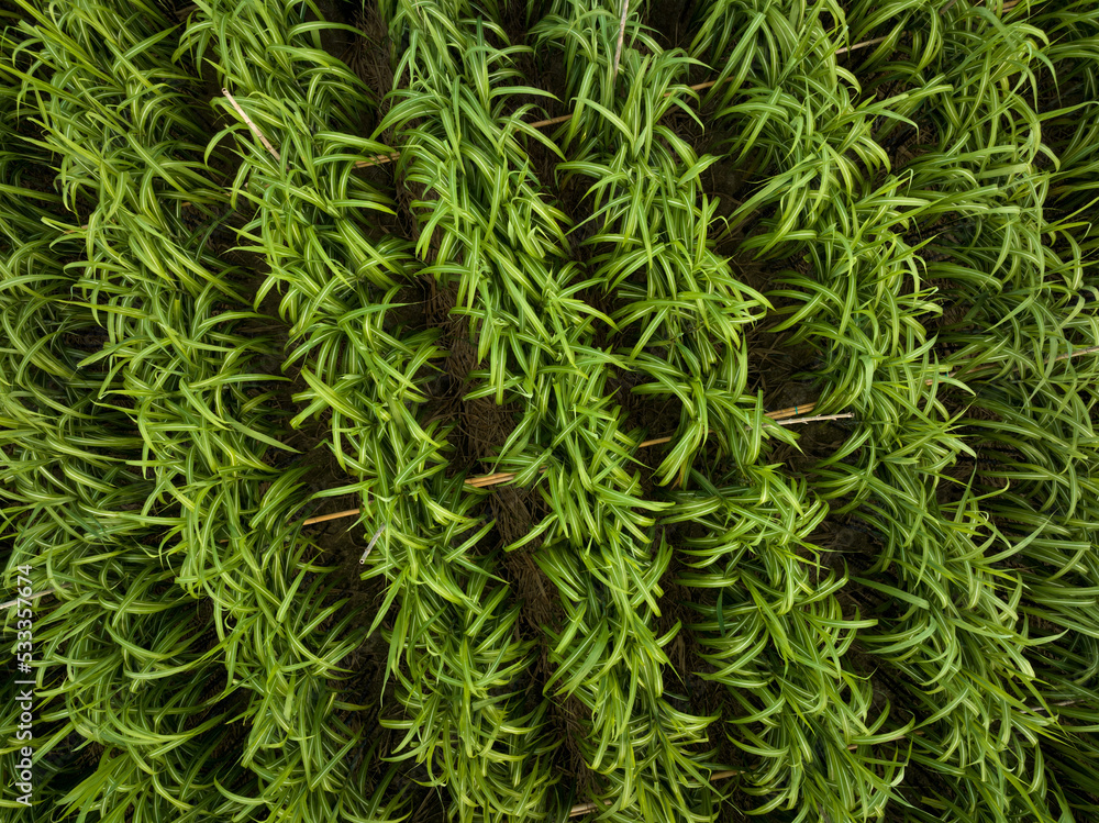 Aerial view of sugarcane plants growing at field Aerial view of sugarcane plants growing at field