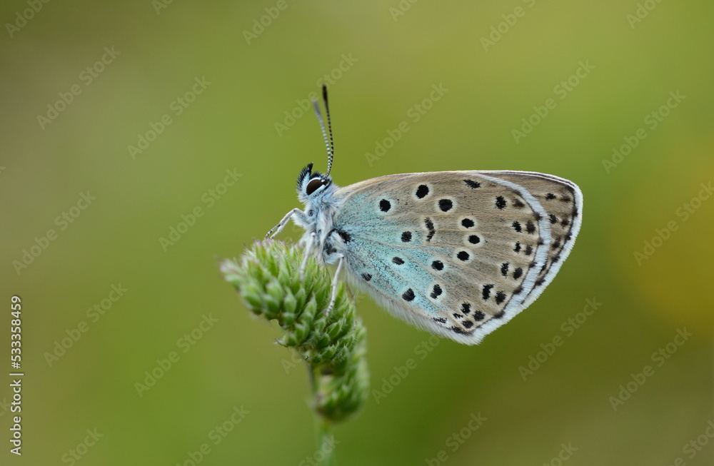 Large Blue butterfly at rest, Collard Hill, Somerset Large Blue butterfly at rest, Collard Hill, Somerset