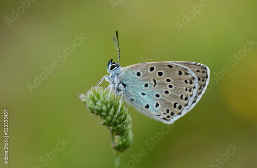 Wallpaper Mural Large Blue butterfly at rest, Collard Hill, Somerset Torontodigital.ca