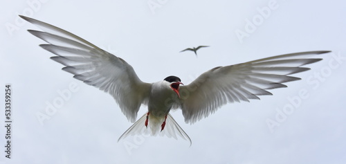 Arctic tern in flight, Inner Farne, Farne Islands, Northumberland
