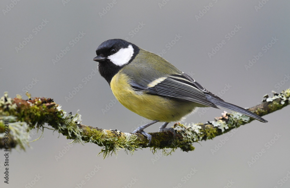 Obraz premium Great tit close-up, Wales