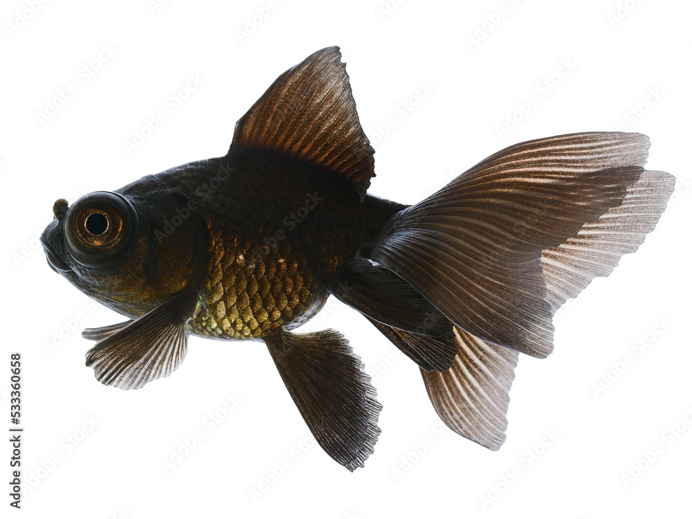 Black Gold Fish on White Black Gold Fish on White