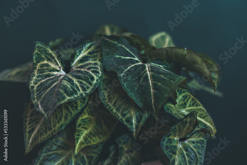 Syngonium arrow and green leaves. Backgroud