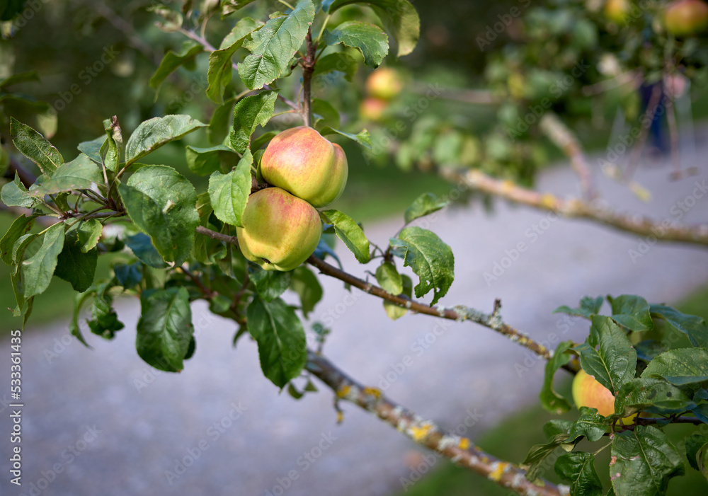 Ripe green and red apples ready to harvest from a fruit tree branch in an orchard on a dry sunny autumns day. Ripe green and red apples ready to harvest from a fruit tree branch in an orchard on a dry sunny autumns day.