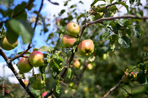 Ripe green and red apples ready to harvest from a fruit tree branch in an orchard on a dry sunny autumns day.