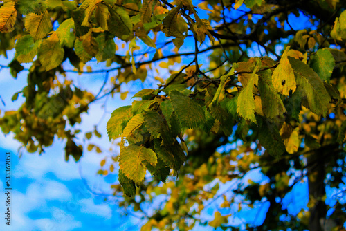 Fototapeta Naklejka Na Ścianę i Meble -  Piękno jesieni