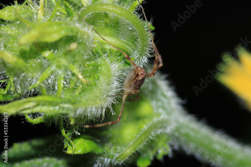 natural opilio dinaricus spider photo © Recep