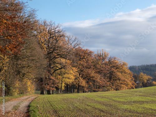 Fototapeta Naklejka Na Ścianę i Meble -  Spaziergang in der Sonne im Herbst 