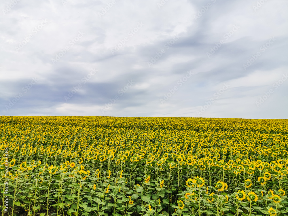 Beautiful field of blooming sunflowers, sunflower field natural background