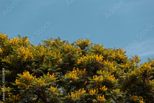 Folhas de sibipiruna, nome científico: Caesalpinia pluviosa, árvore de grande porte, nativa do Brasil photo