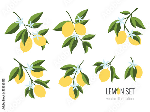 Isolated set of hand drawn lemon branch. Floral print. Sketch Exotic tropical citrus fresh fruit, lemons with leaves and flowers. Vector cartoon minimalistic flat style illustration. Doodle pattern