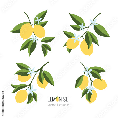 Isolated set of hand drawn lemon branch. Floral print. Sketch Exotic tropical citrus fresh fruit, lemons with leaves and flowers. Vector cartoon minimalistic flat style illustration. Doodle pattern