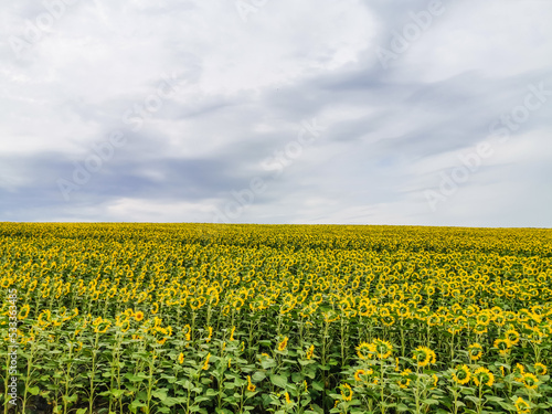 Beautiful field of blooming sunflowers  sunflower field natural background