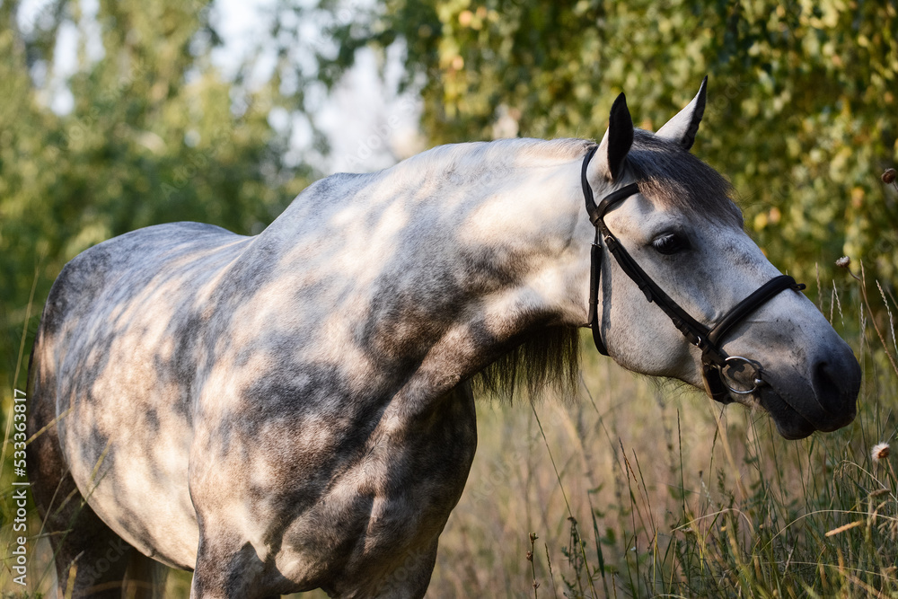 Portrait of a beautiful gray horse on freedom a summer