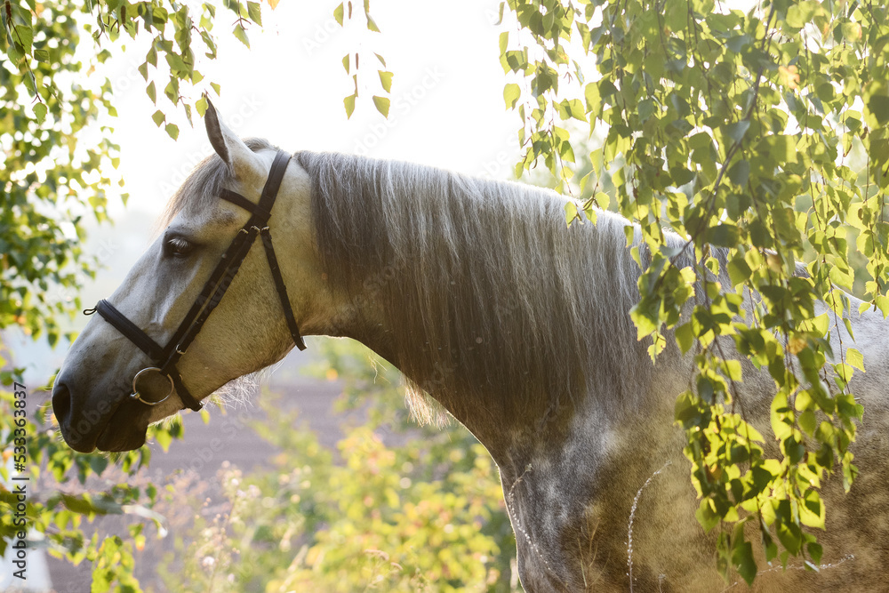 Portrait of a beautiful gray orlov horse breed in the leaves of trees in sunshine.