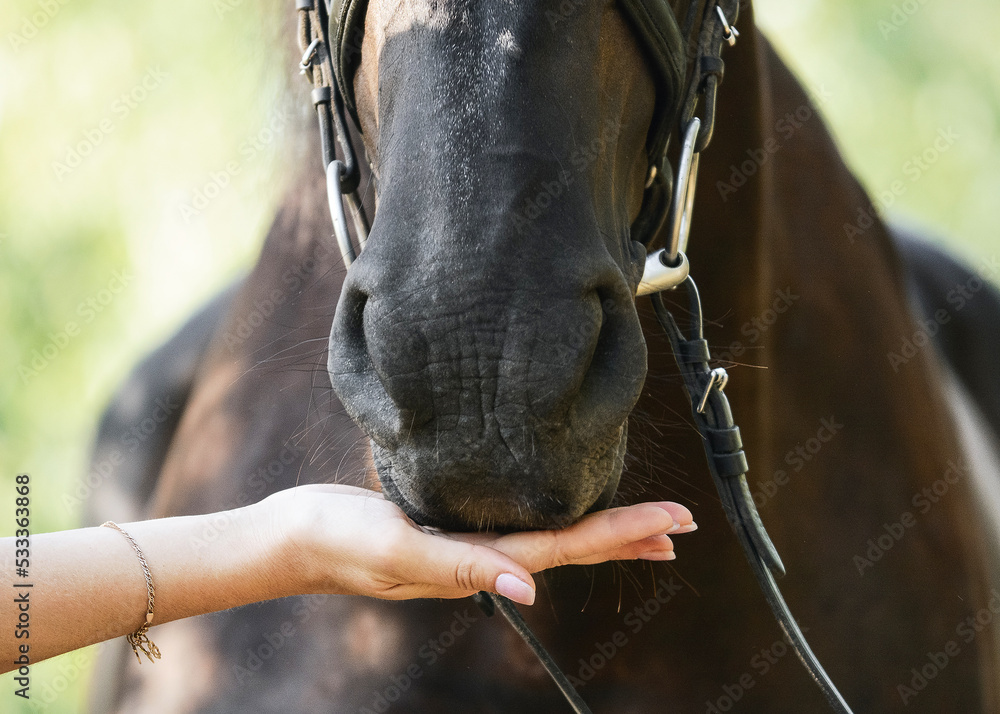 A woman's hand feeds a horse. Details.