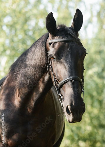 Portrait of a beautiful black bay horse on freedom a summer