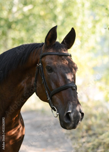 Portrait of a bay stallion a summer. Karachay horse breed