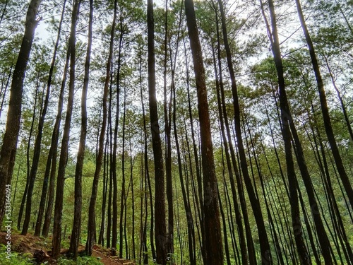 neat and beautiful homogeneous forest scenery with cool air and bright sun