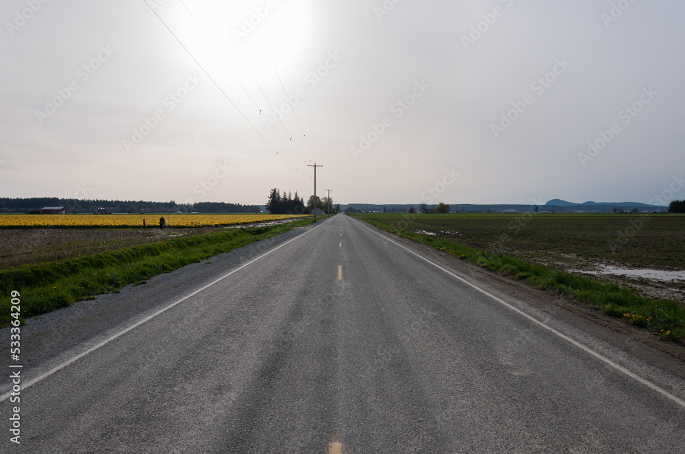 A road heading to west in the middle of flower fields at the Skagit Valley, La Conner, USA