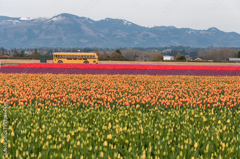 A shot of a school bus in the middle of colorful tulip fields at the Skagit Valley Tulip Festival, La Conner, USA
