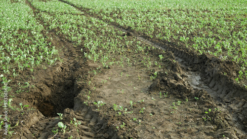 Fields subsoil erosion damage hole pit soil inappropriately managed earth land degradation field. Intensive agriculture damages tractor track. Vadose zone poor farm farming without trees draws. photo