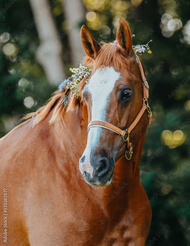 Obraz premium Chestnut mare with big white marking and brown leather halter, with flowers in her mane and a little heart in the background with bokeh