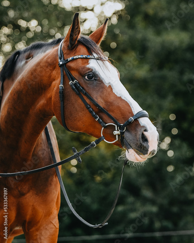 Brown warmblood gelding with big white markings and bridle with drop noseband, green background with bokeh