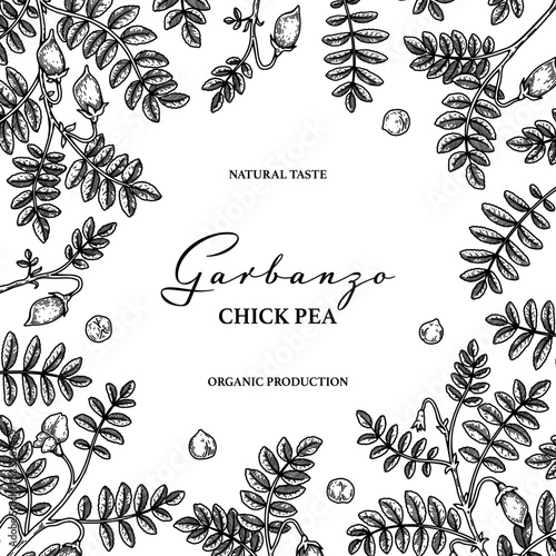 Hand drawn chickpeas botany background. Vector illustration in sketch style. Packaging design